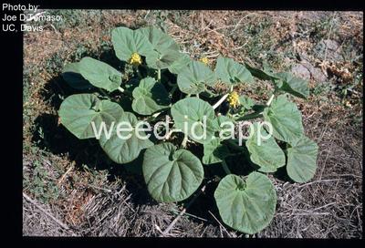 devil's claw, yellow