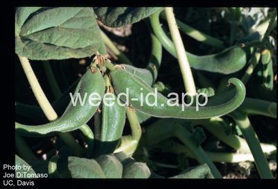 devil's claw, yellow