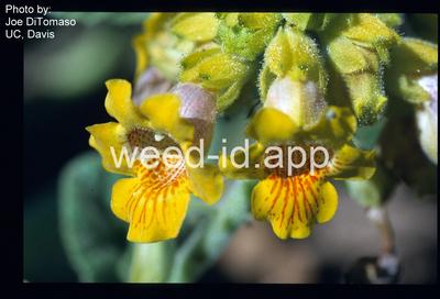 devil's claw, yellow