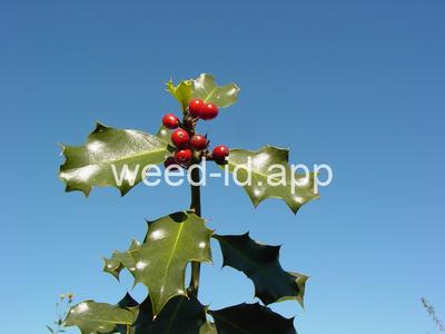 Ilex aquifolium