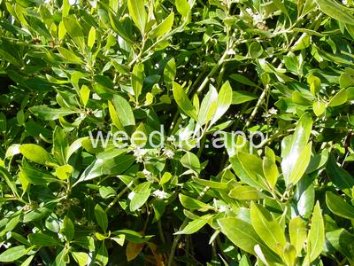 Ilex glabra