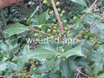 Ilex opaca