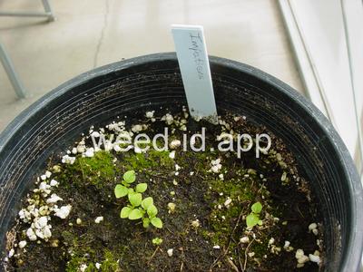 touch-me-not, spotted