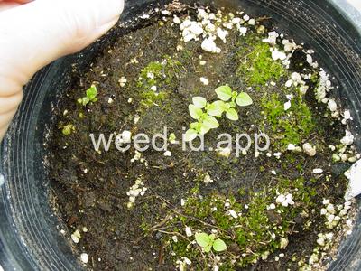 touch-me-not, spotted