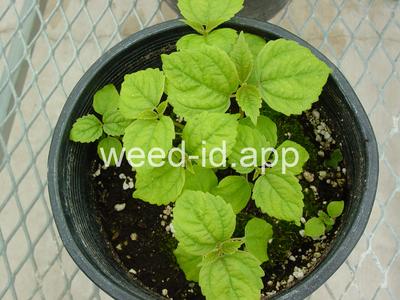 touch-me-not, spotted