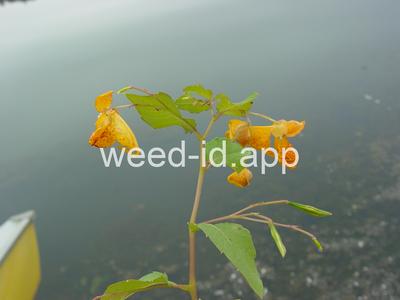 touch-me-not, spotted