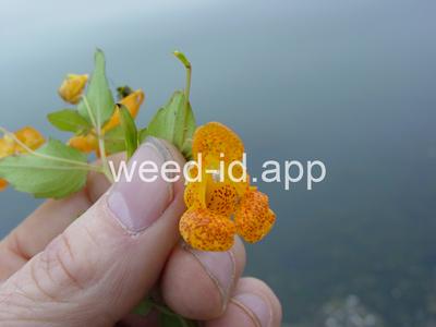 touch-me-not, spotted