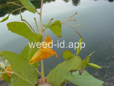 touch-me-not, spotted