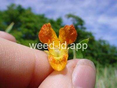 touch-me-not, spotted