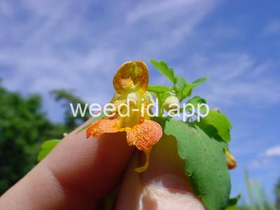 touch-me-not, spotted