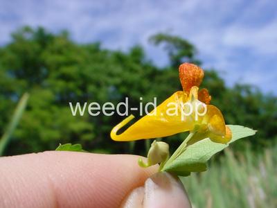 touch-me-not, spotted