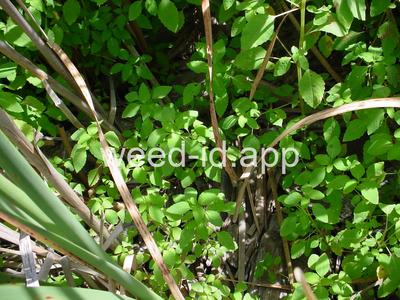 touch-me-not, spotted