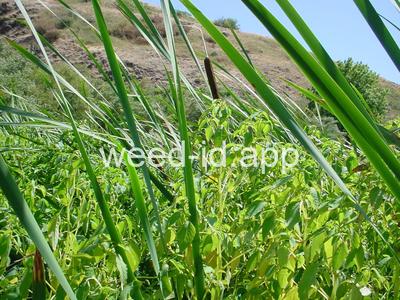 touch-me-not, spotted