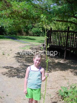 touch-me-not, spotted