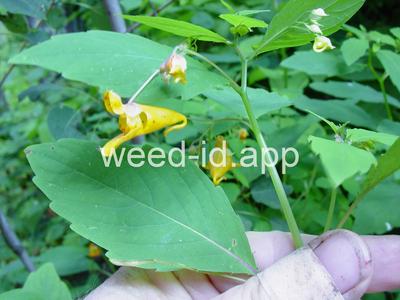 touch-me-not, spotted