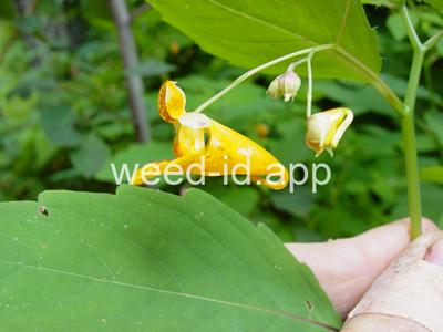 touch-me-not, spotted