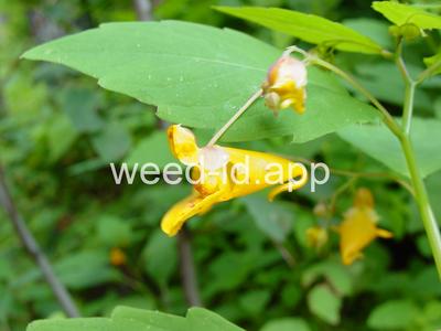 touch-me-not, spotted