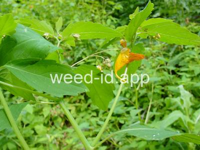 touch-me-not, spotted