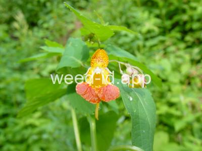 touch-me-not, spotted