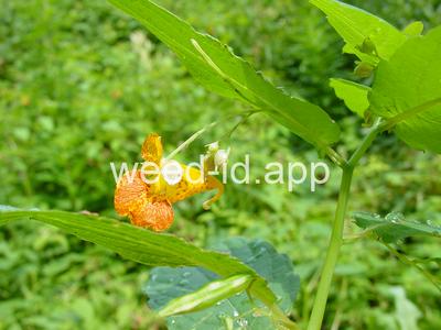 touch-me-not, spotted