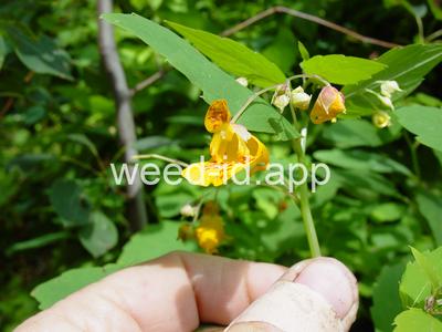 touch-me-not, spotted