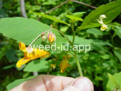 touch-me-not, spotted