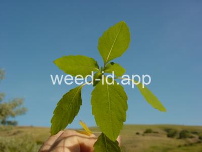 touch-me-not, spotted