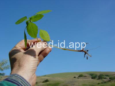 touch-me-not, spotted