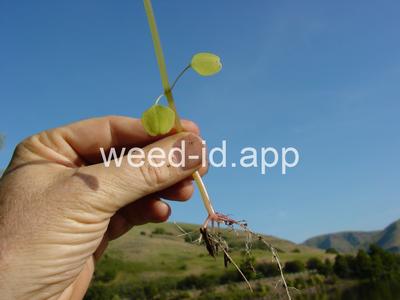 touch-me-not, spotted