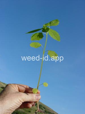 touch-me-not, spotted