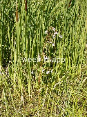 Impatiens glandulifera
