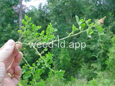 Indigofera spicata