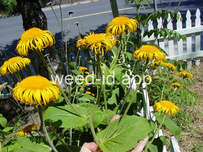 elecampane