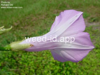 morningglory, sharppod/cotton