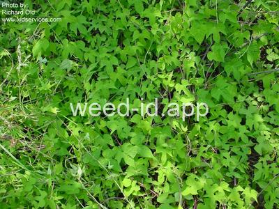 morningglory, sharppod/cotton