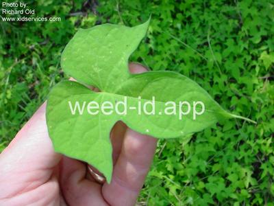 morningglory, sharppod/cotton