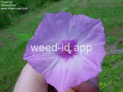 morningglory, sharppod/cotton