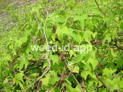 morningglory, sharppod/cotton