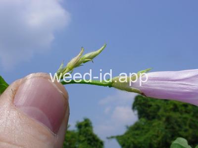 morningglory, sharppod/cotton