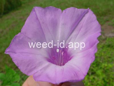 morningglory, sharppod/cotton