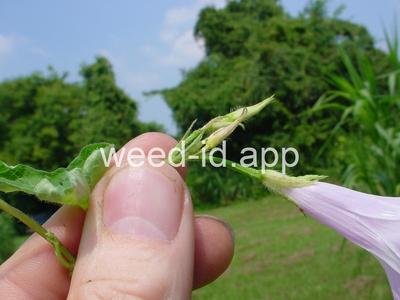 morningglory, sharppod/cotton