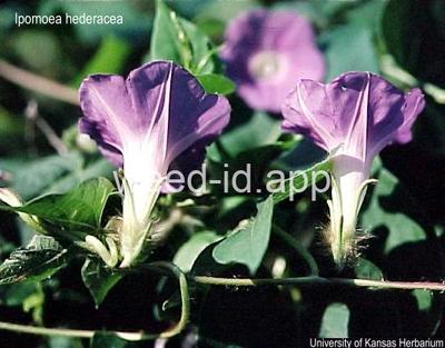 morningglory, ivyleaf
