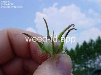 morningglory, ivyleaf