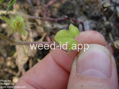 morningglory, ivyleaf