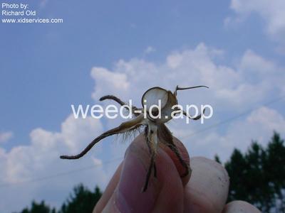 morningglory, ivyleaf