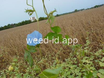 morningglory, ivyleaf