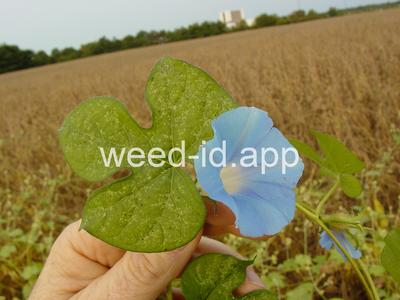 morningglory, ivyleaf