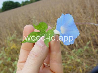 morningglory, ivyleaf