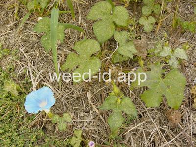 morningglory, ivyleaf