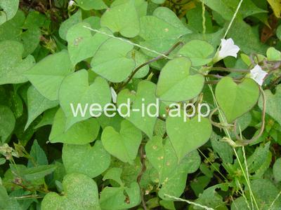 morningglory, ivyleaf